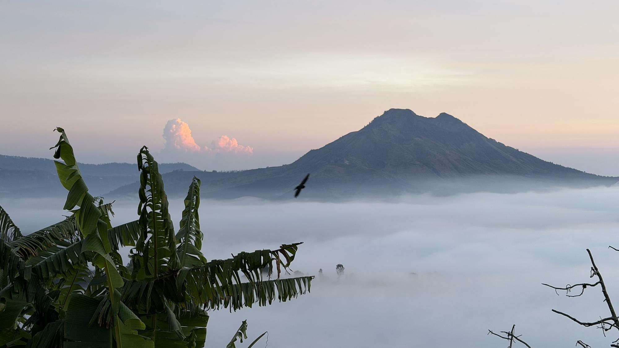 Banana leaves in the foreground, the caldera filled with cloud, Mount Batur rising out of it at sunrise