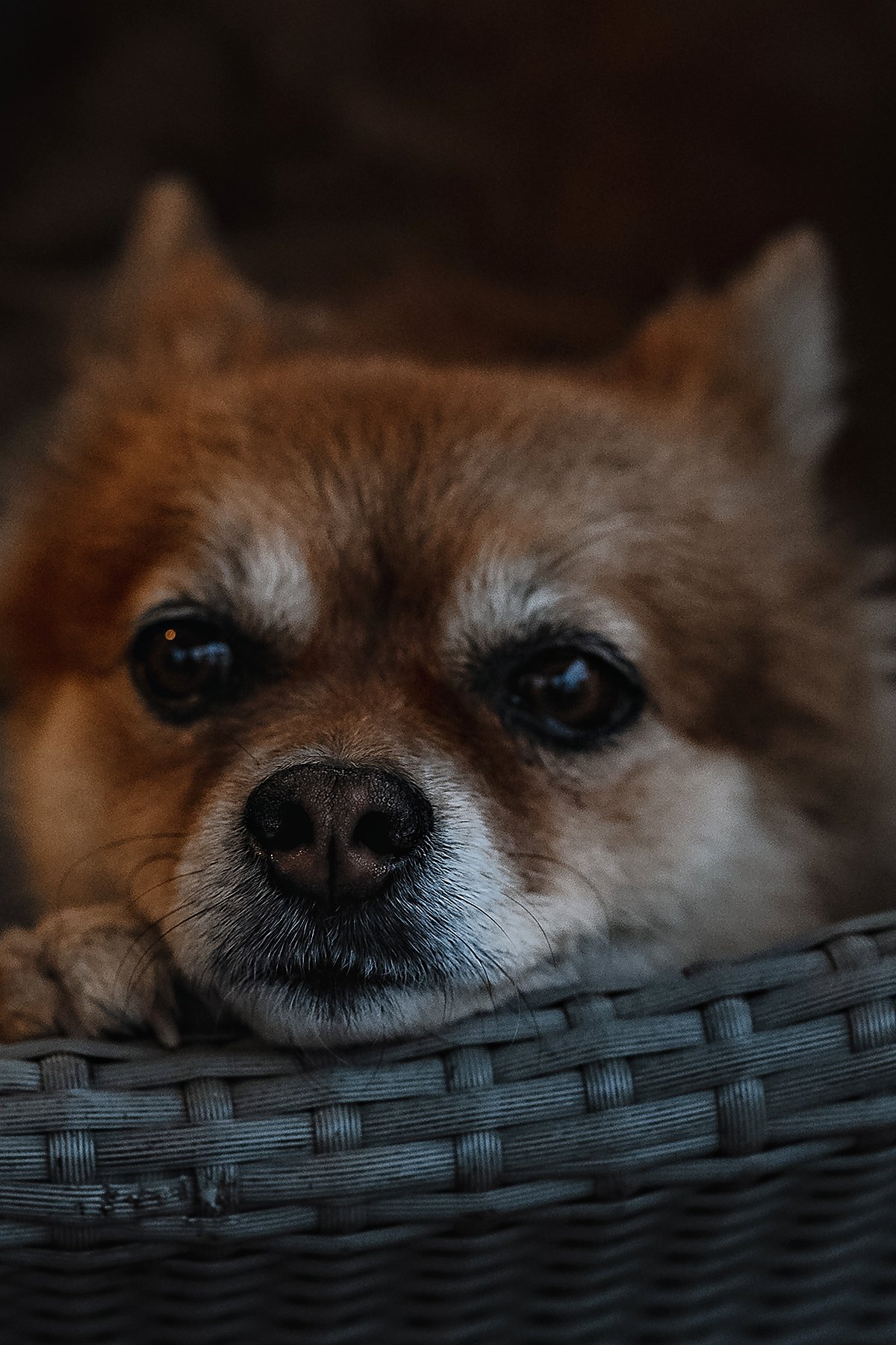A small ginger dog resting its chin on the edge of a rattan chair in the lounge