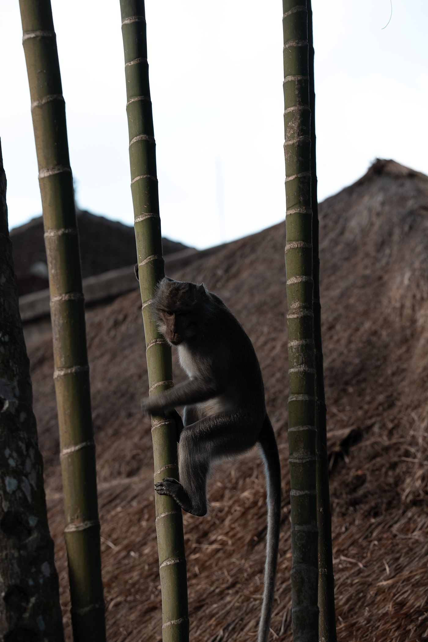 A macaque on the bamboo above the alang roofs
