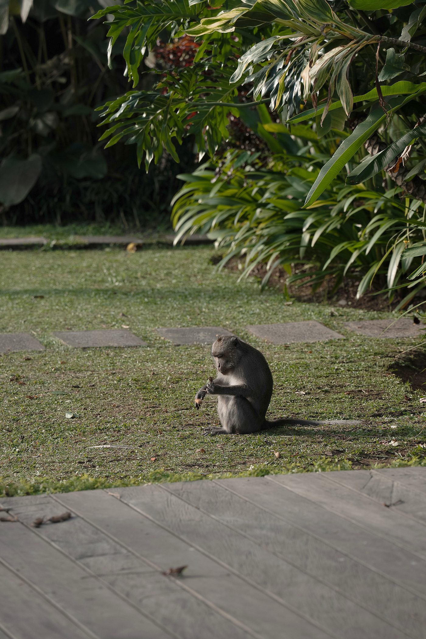 A macaque sitting on the lawn by the path, eating