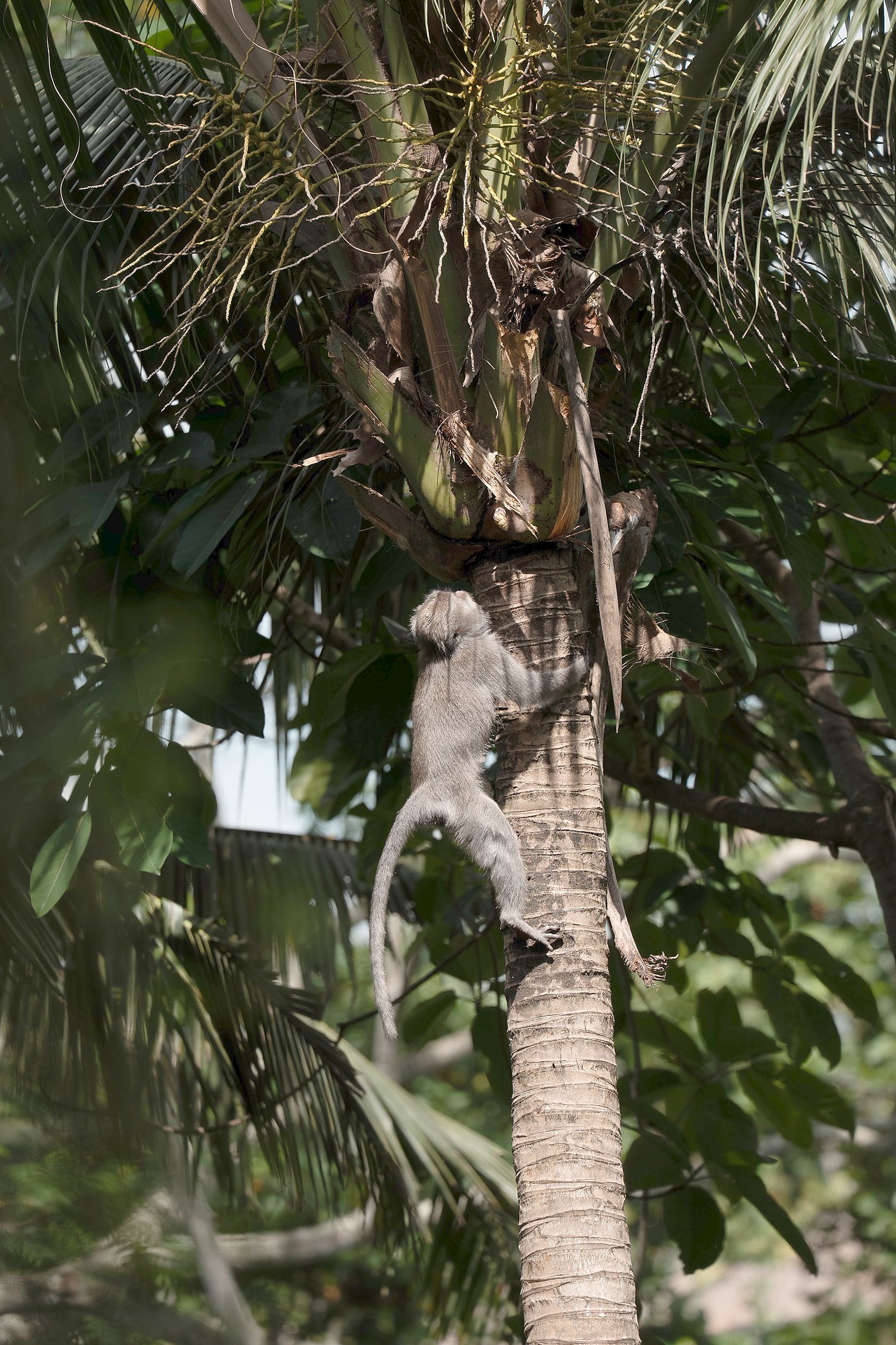 Up a palm trunk, against the light