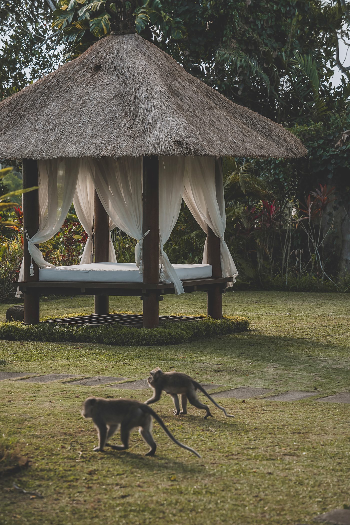 Two macaques crossing the lawn in front of the thatched daybed pavilion