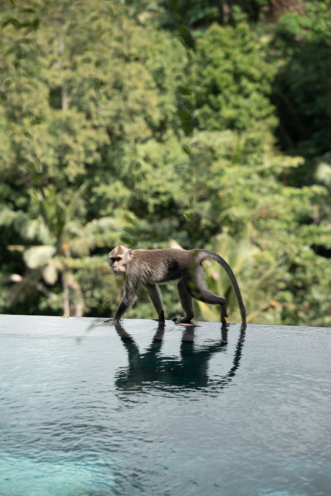 A long-tailed macaque walking along the edge of the infinity pool, the gorge behind