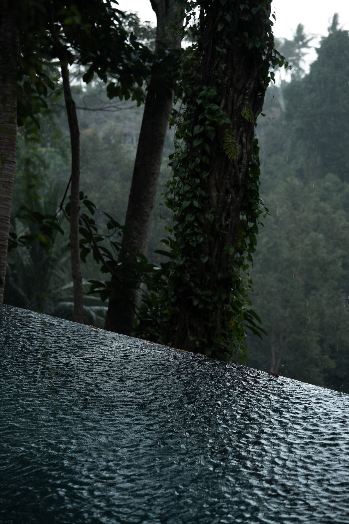 The infinity edge of the pool with the jungle beyond