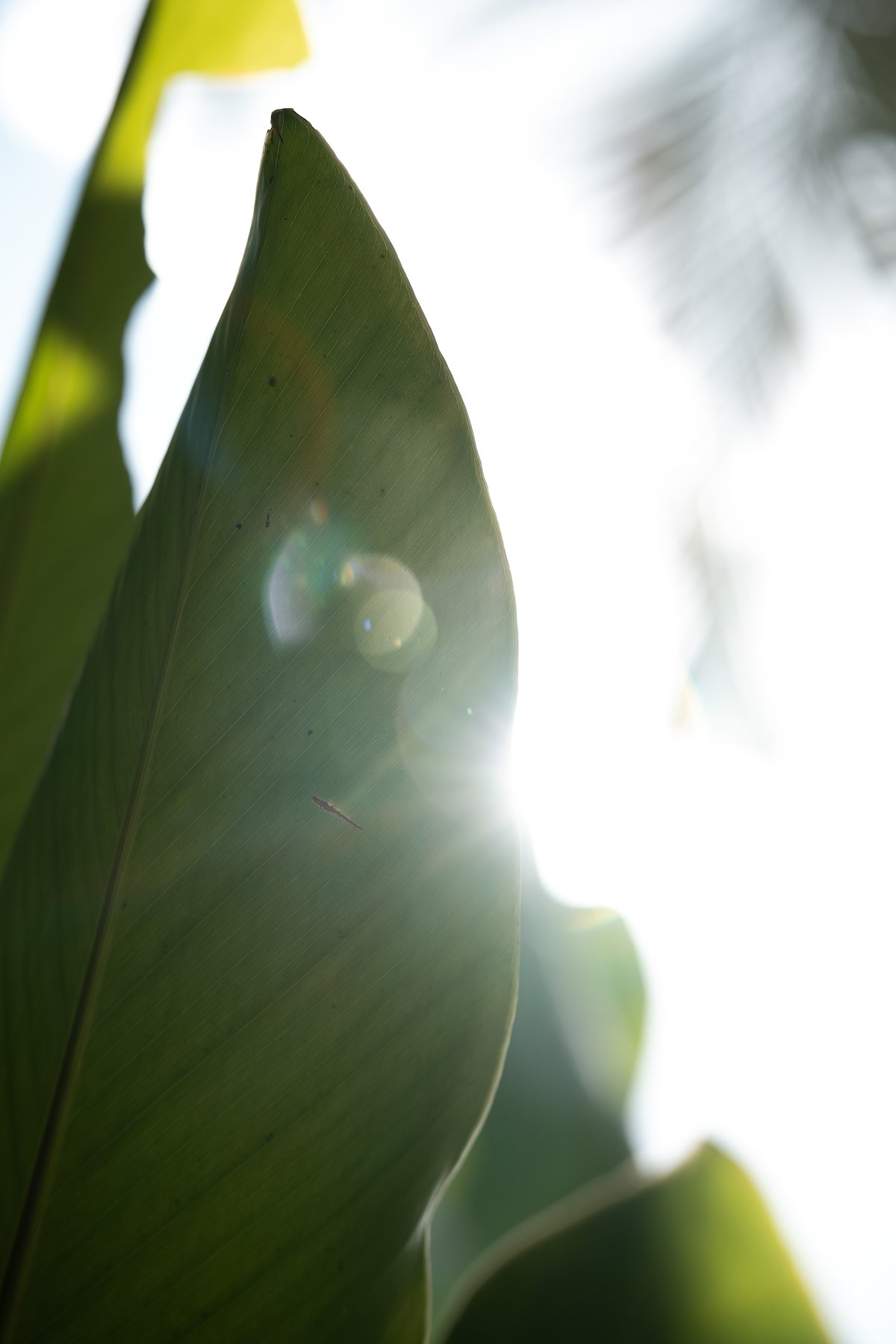 Sun flaring through a leaf