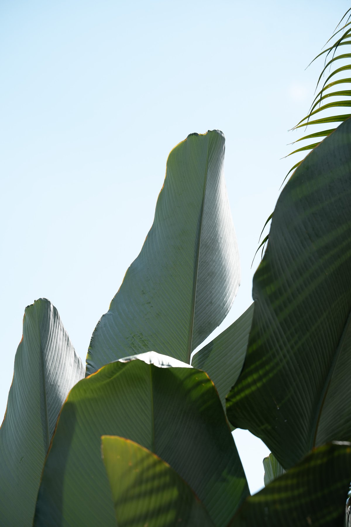 Banana leaves against a blue sky