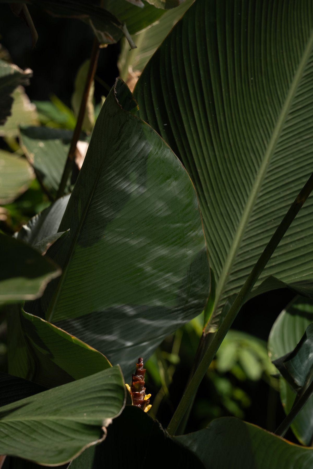 Layers of broad leaves in the garden