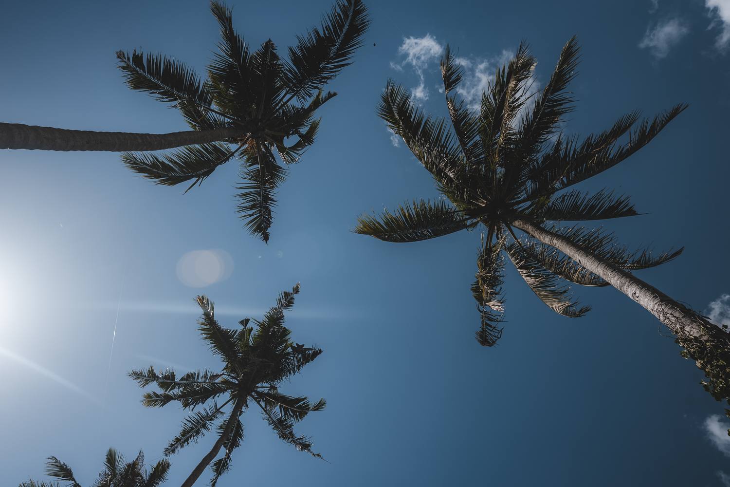 Coconut palms overhead against the sky
